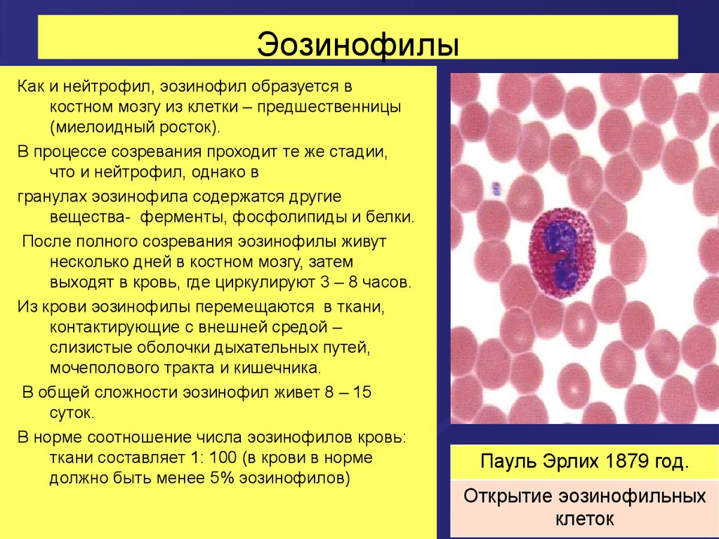 Л эозинофилы. Строение эозинофильных лейкоцитов. Эозинофилы функции гистология. Клетки крови эозинофилы их функции. Секреторные продукты эозинофилов.