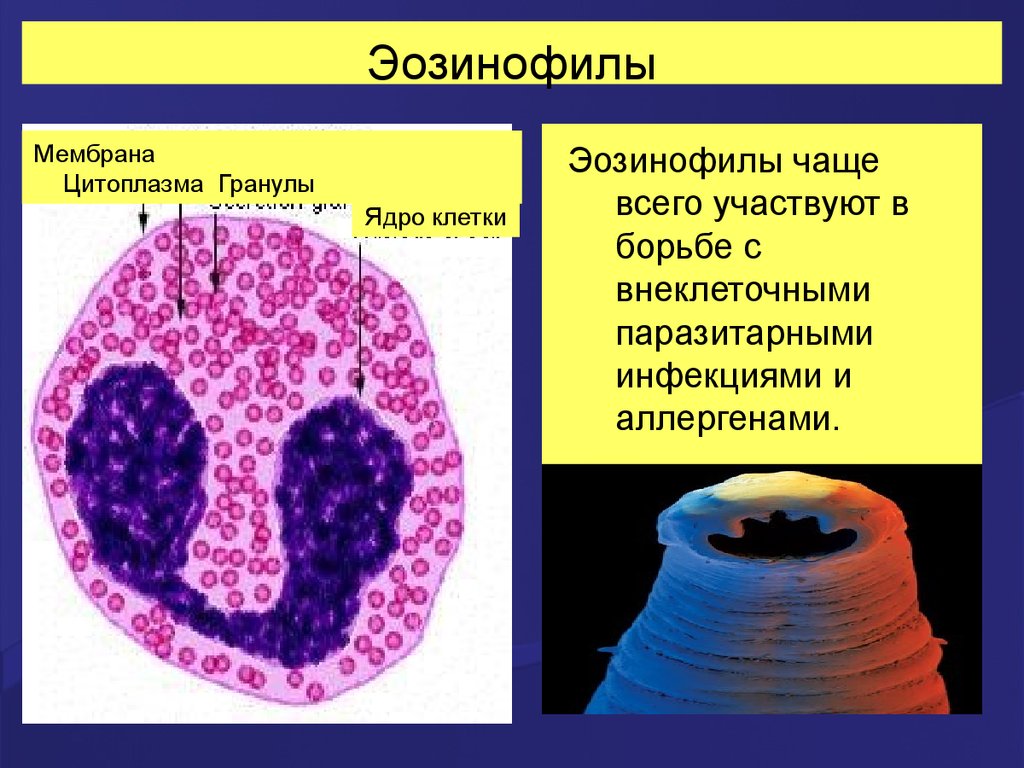 Л эозинофилы. Эозинофилы строение гистология. Строение эозинофильных лейкоцитов. Эозинофильные лейкоциты строение. Эозинофилы функции гистология.