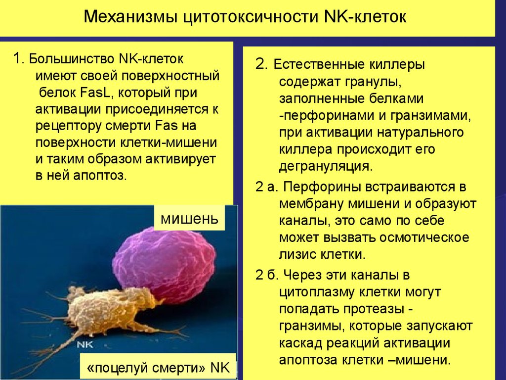 Цитотоксические т клетки. NK клетки механизм действия. Механизмы цитотоксичности NK клеток. Механизм цитотоксического действия натуральных киллеров. Механизм цитотоксического действия NK-клеток.