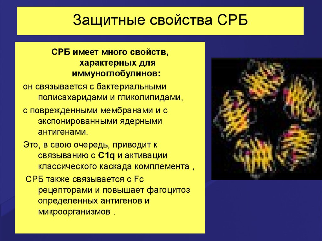 C реактивный белок причины. С-реактивный белок (СРБ). C реактивный белок строение. СРБ функции. С-реактивный белок высокочувствительный.
