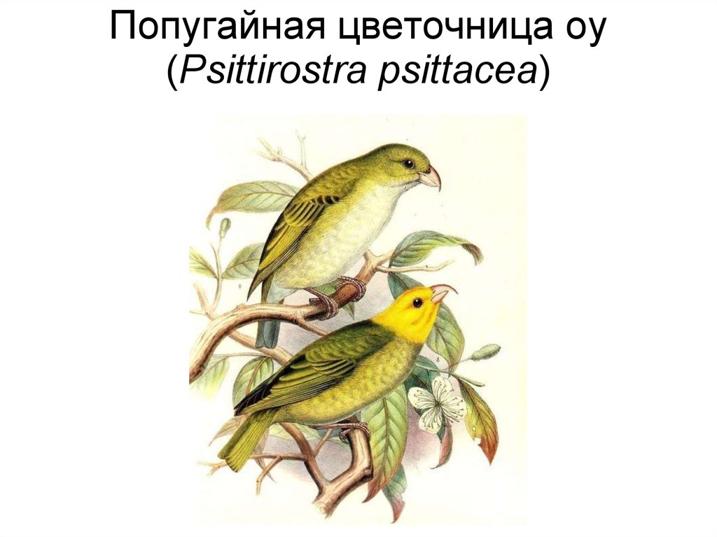 Попугайная цветочница оу (Psittirostra psittacea)