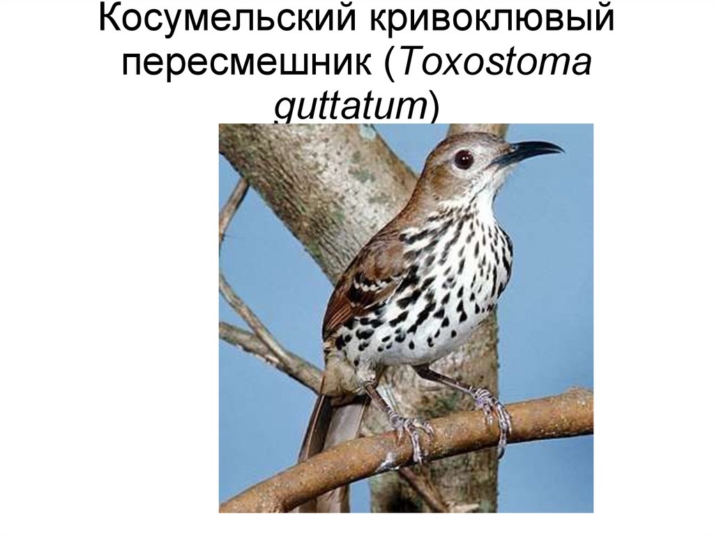 Косумельский кривоклювый пересмешник (Toxostoma guttatum)