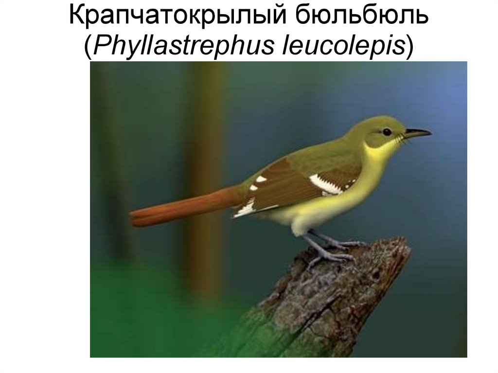 Крапчатокрылый бюльбюль (Phyllastrephus leucolepis)