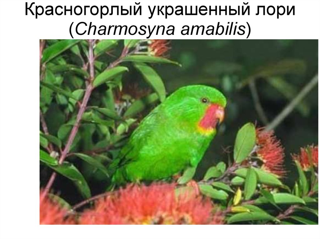 Красногорлый украшенный лори (Charmosyna amabilis)
