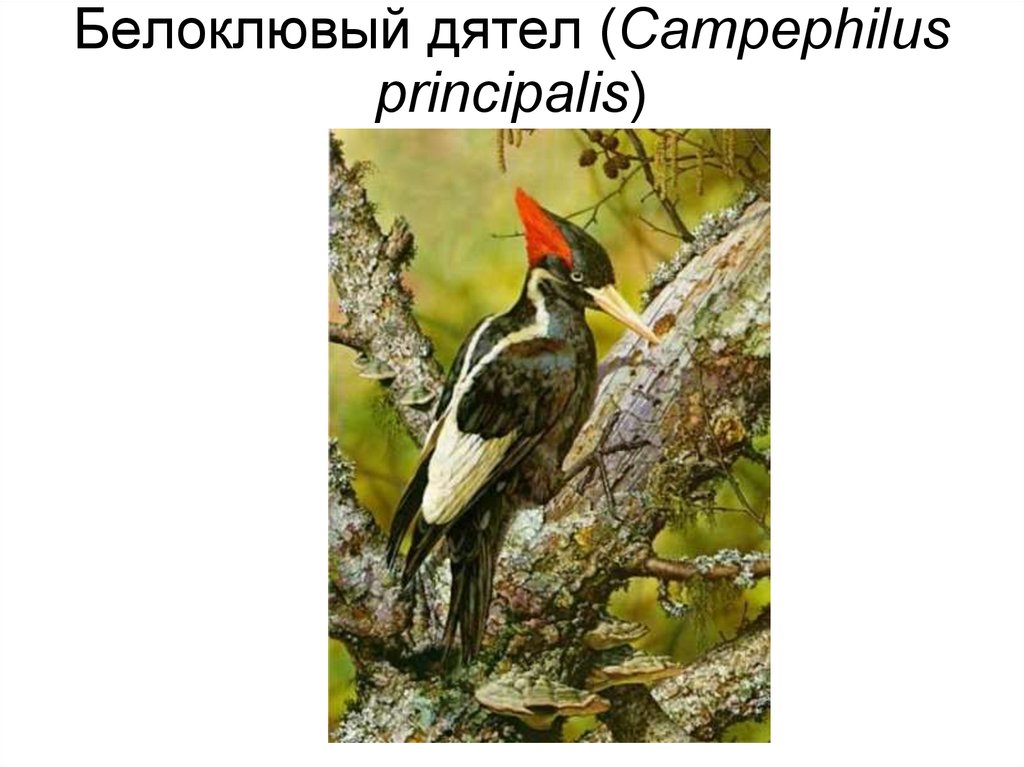 Белоклювый дятел (Campephilus principalis)