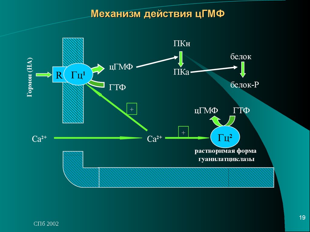 Действия через. Гуанилатциклазная система биохимия. ЦГМФ механизм действия. Гуанилатциклазный механизм. Гуанилатциклазный механизм действия.