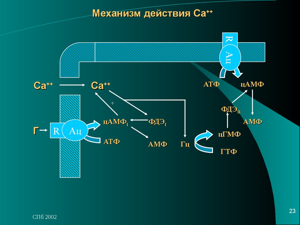 Механизм действия веществ. ЦАМФ механизм действия. Фосфодиэстераза ЦАМФ. ЦАМФ И ЦГМФ. Механизм ЦАМФ.