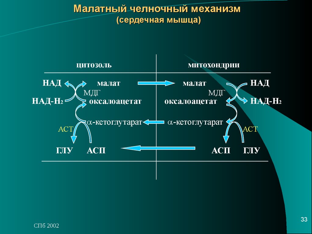 Схемы челночных механизмов биохимия