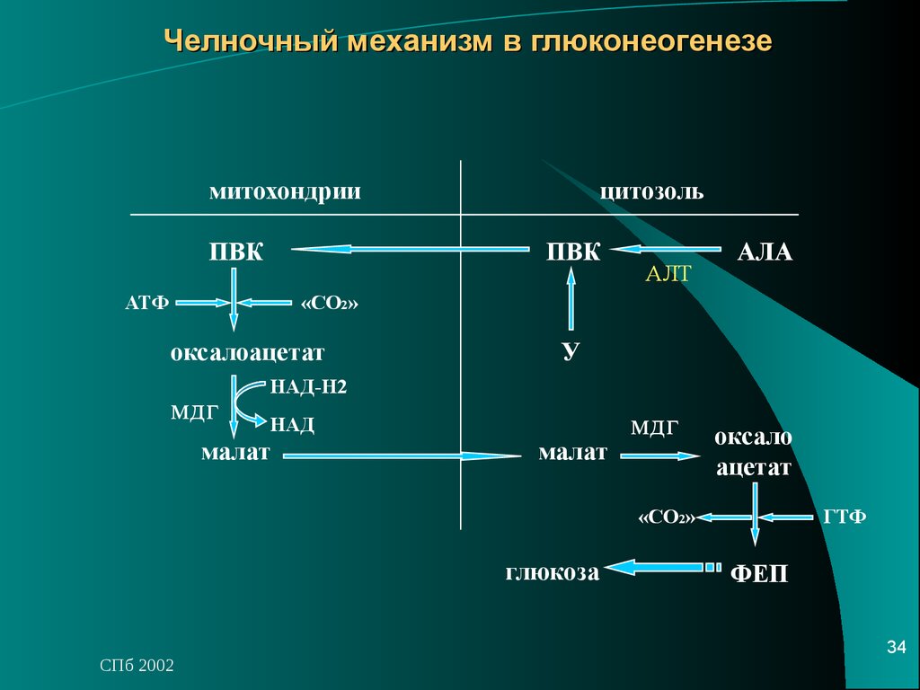 Схемы челночных механизмов биохимия