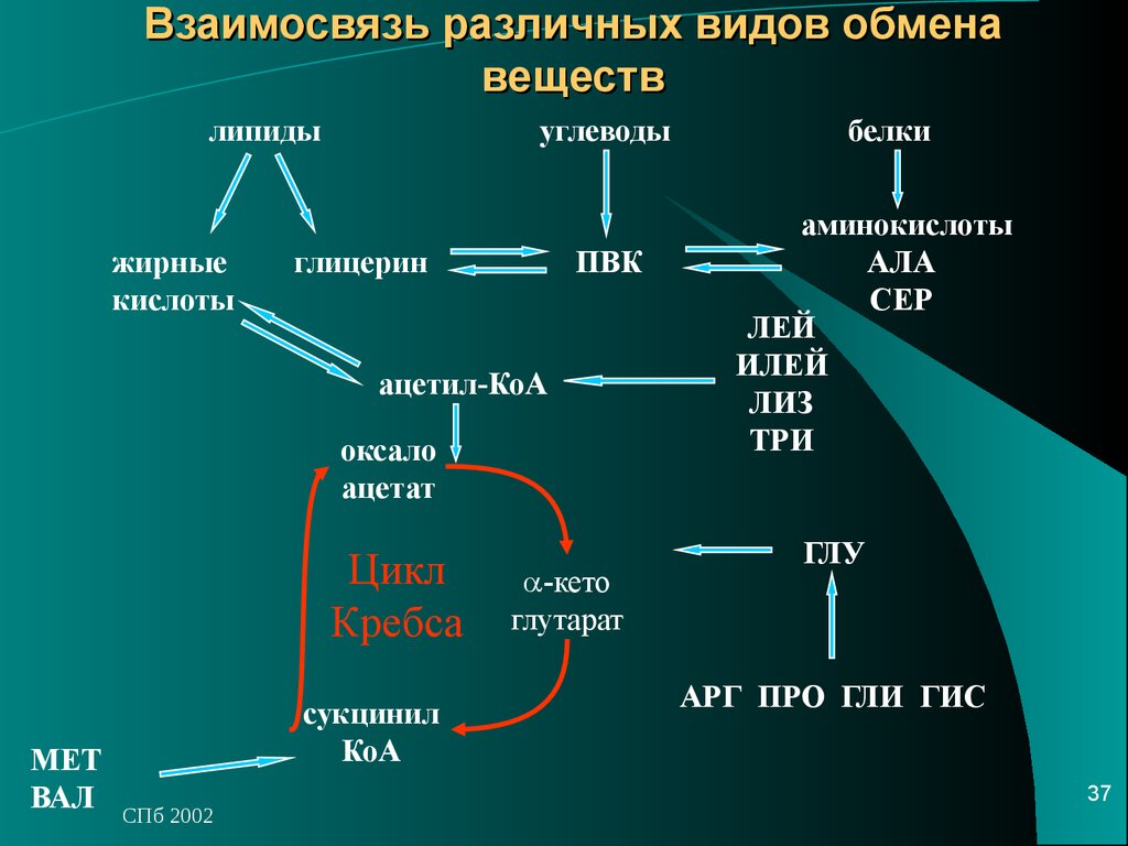 Связи между белками. Взаимосвязь обмена углеводов, липидов, аминокислот (схема).. Взаимосвязь обмена углеводов липидов и белков. Общая схема взаимосвязи обмена углеводов, белков, липидов. Схема метаболизма белков углеводов.