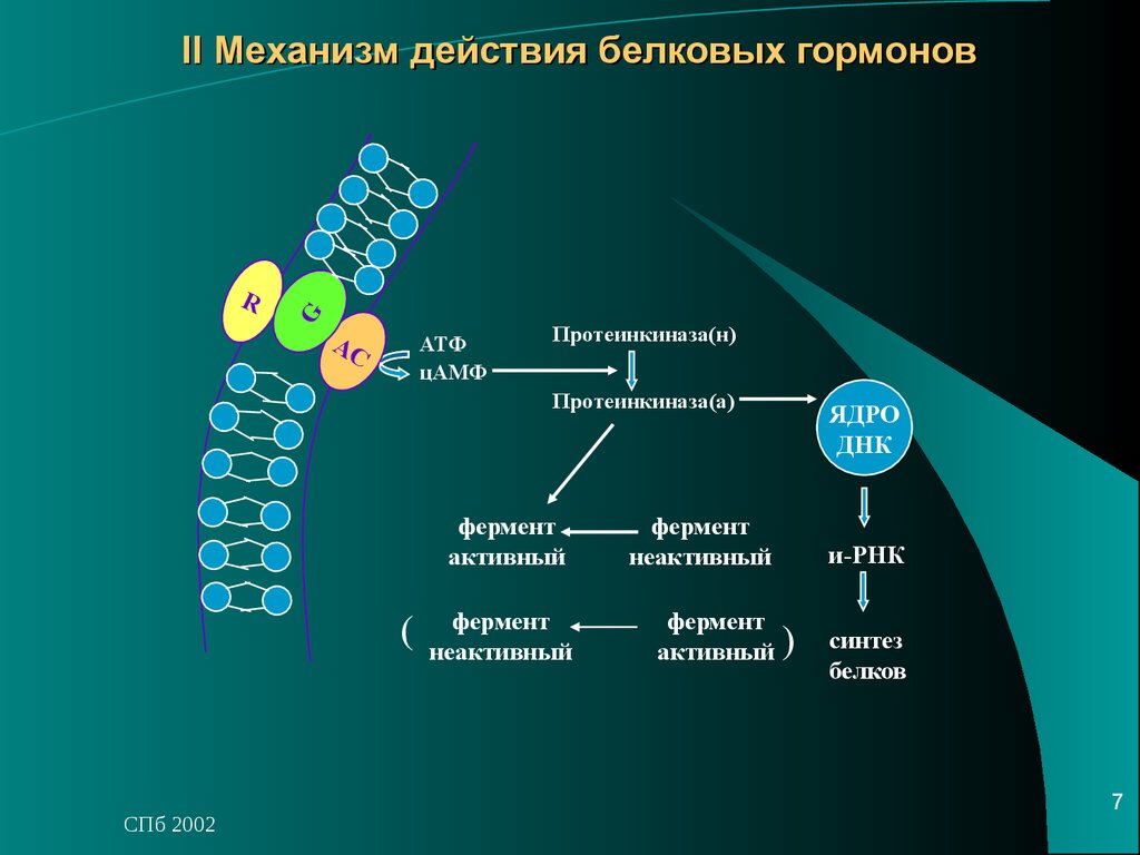 Белковый гормон человека