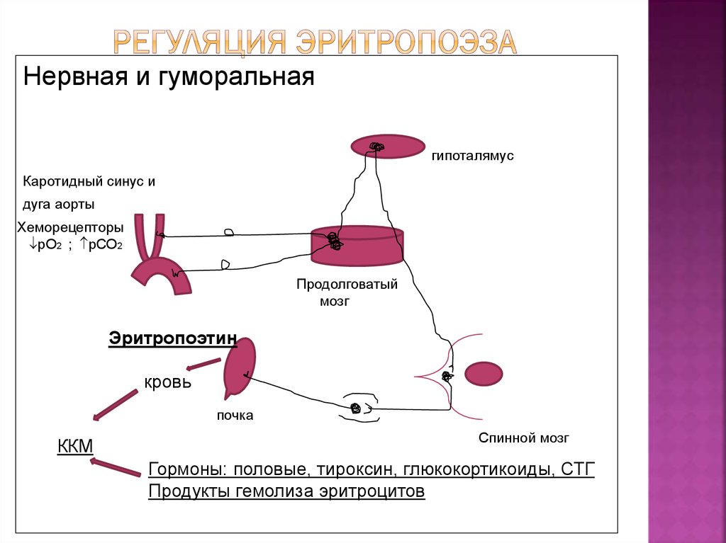 Синтез эритроцитов. Регуляция эритропоэз физиология. Факторы гуморальной регуляции эритропоэза. Схема нейрогуморальной регуляции эритропоэза. Гормональная регуляция эритропоэза.