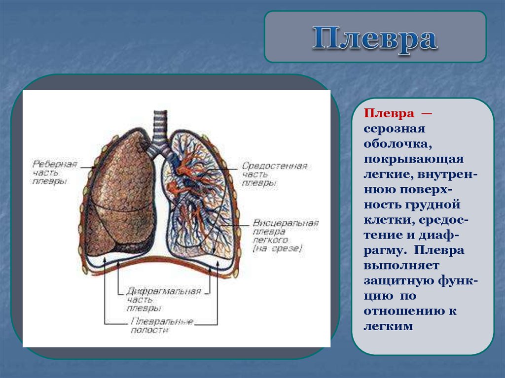 Роль легких. Плевра средостение анатомия человека. Строение легких и плевры анатомия. Плевра расположение строение функции. Легочная плевра строение.