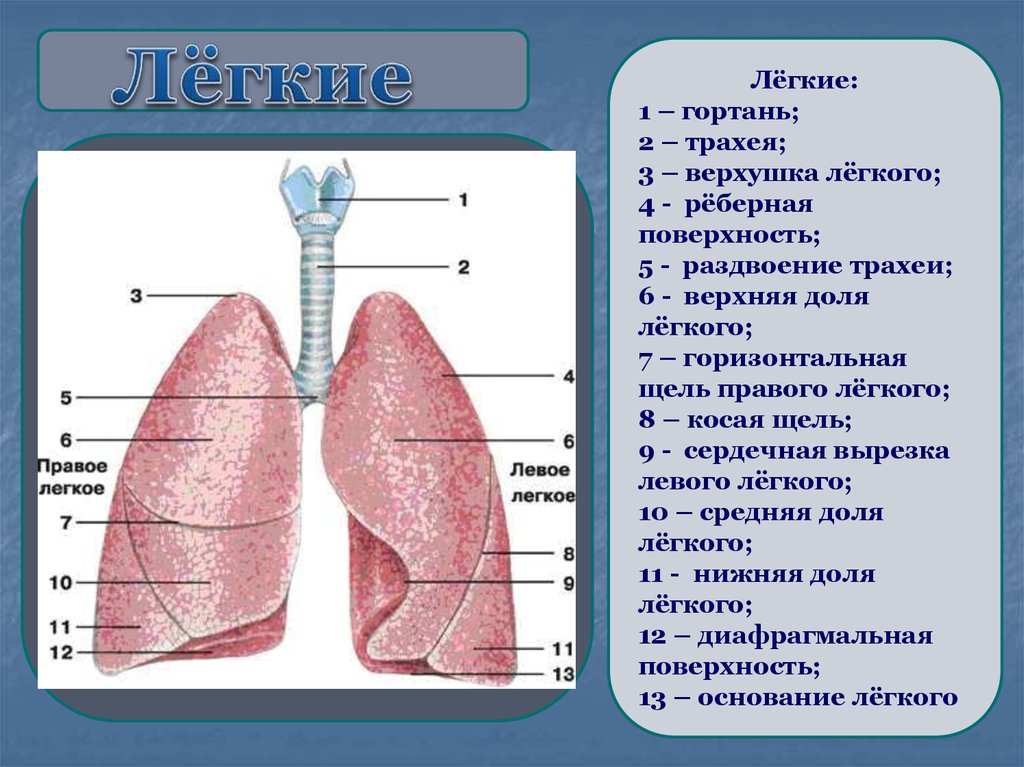 Рисунок легких с обозначениями