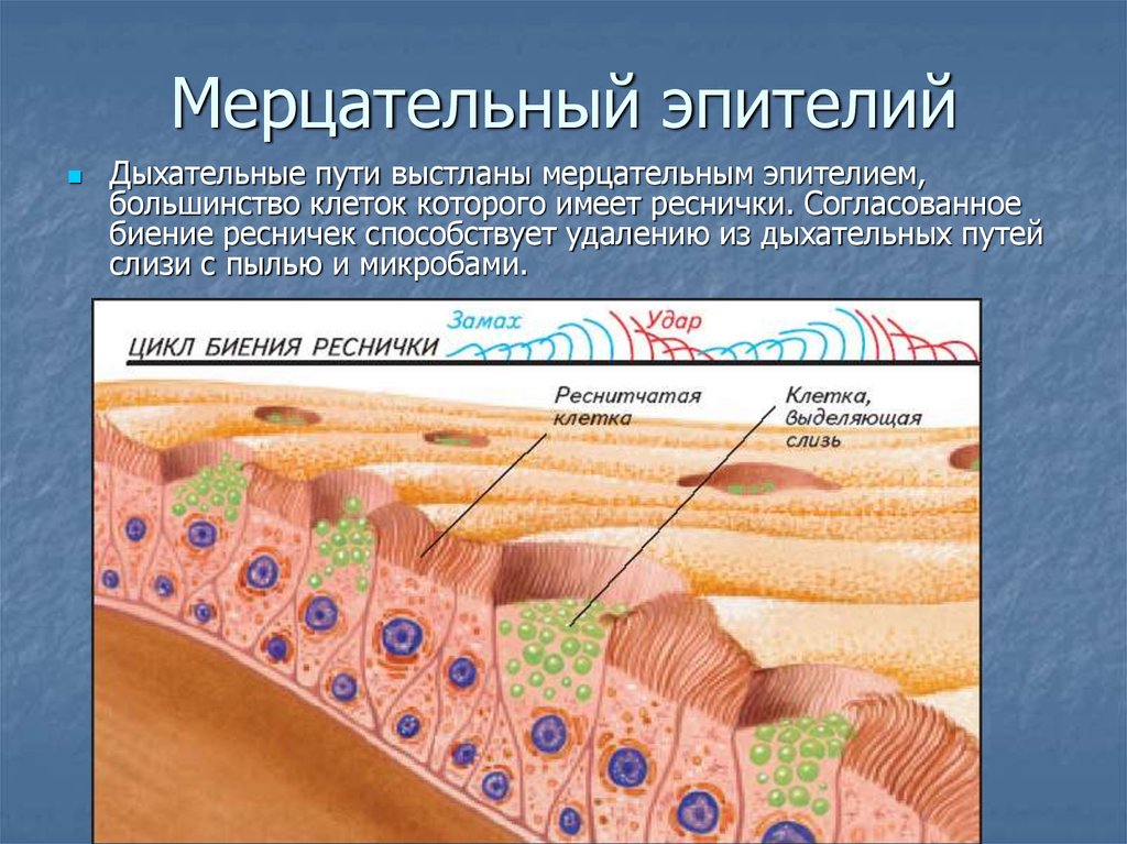 Мерцательный эпителий