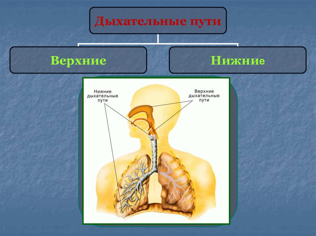 Дыхательные пути это. Верхние и нижние дыхательные пути. Верхние и нижние дыхательные пути человека. Дыхательная система Верхние и нижние дыхательные пути. Строение нижних дыхательных путей.