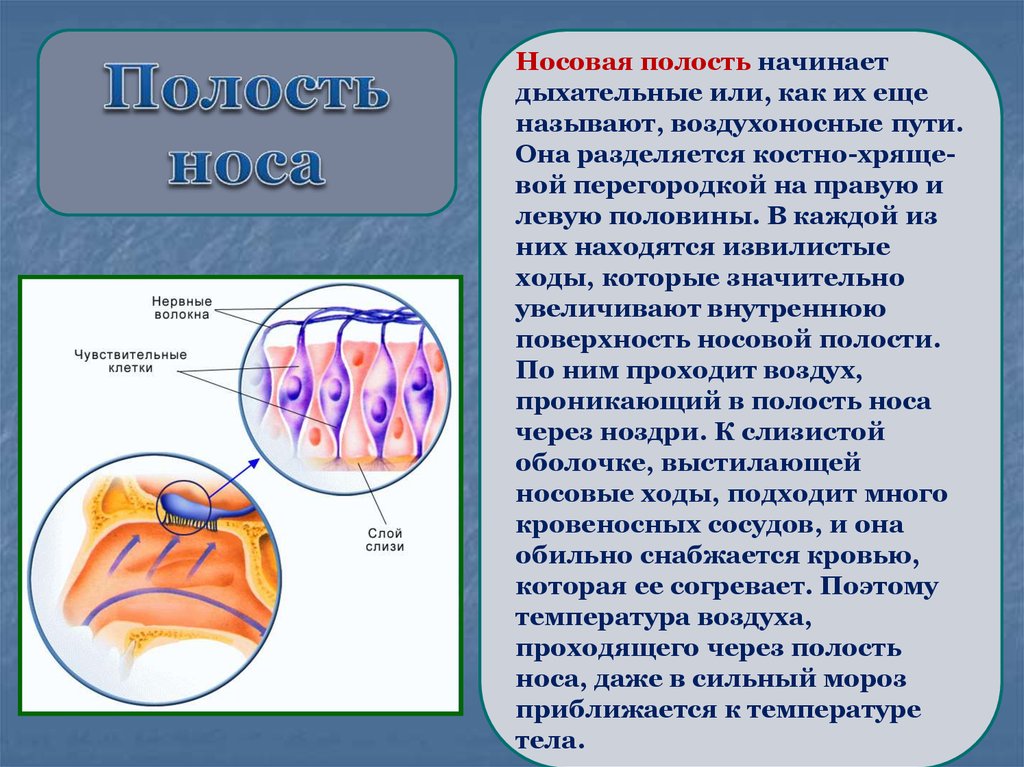 Полость прошедший. Воздухоносные пути носовая полость. Носовая полость делится костно хрящевой перегородкой. Носовые ходы извилистые ходы. Воздухоносных ходов.