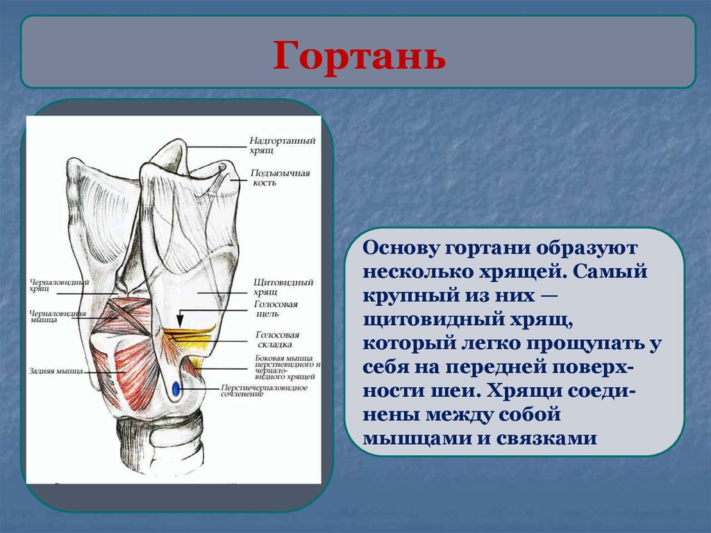 Кадык это хрящ. Строение гортани. Гортань образована несколькими хрящами. Щитовидный хрящ образует основу. Хрящи дыхательной системы.