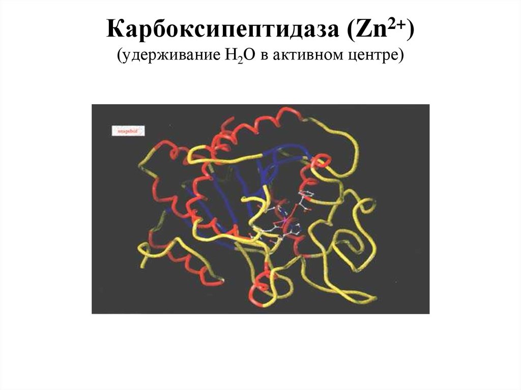 Карбоксипептидаза (Zn2+) (удерживание Н2О в активном центре)