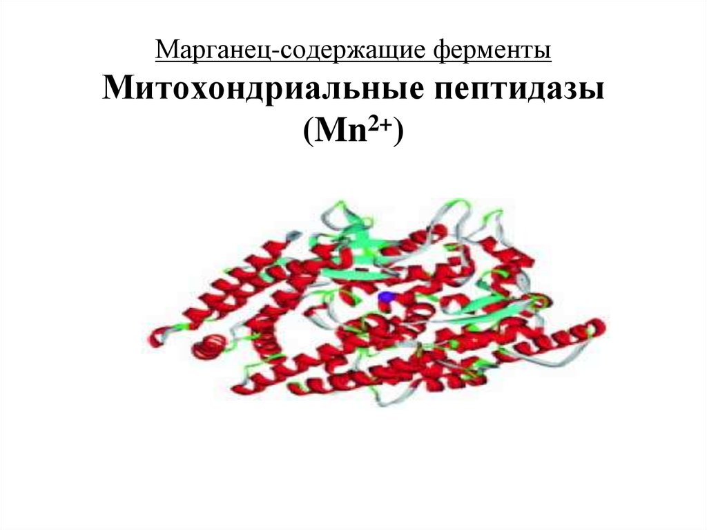 Ферменты содержащие железо. Ферменты-пептидазы тонкого кишечника. Марганецсодержащие ферменты. Пептидаза фермент. Митохондриальные ферменты.