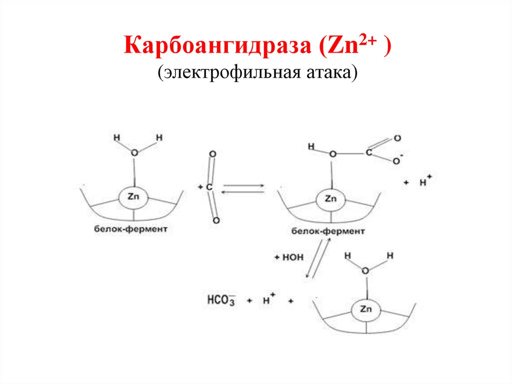 Карбоангидраза (Zn2+ ) (электрофильная атака)