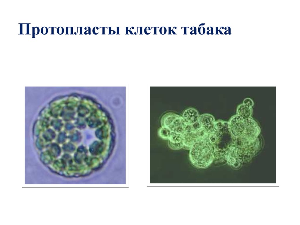 Протопласты клеток табака