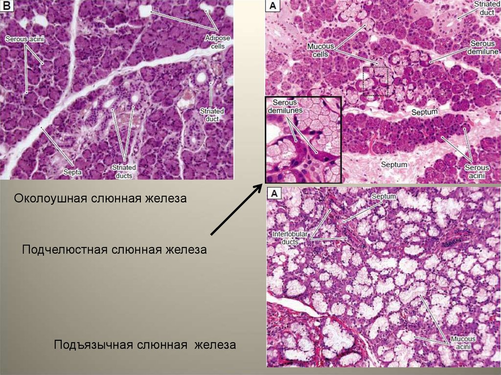 Железы гистология