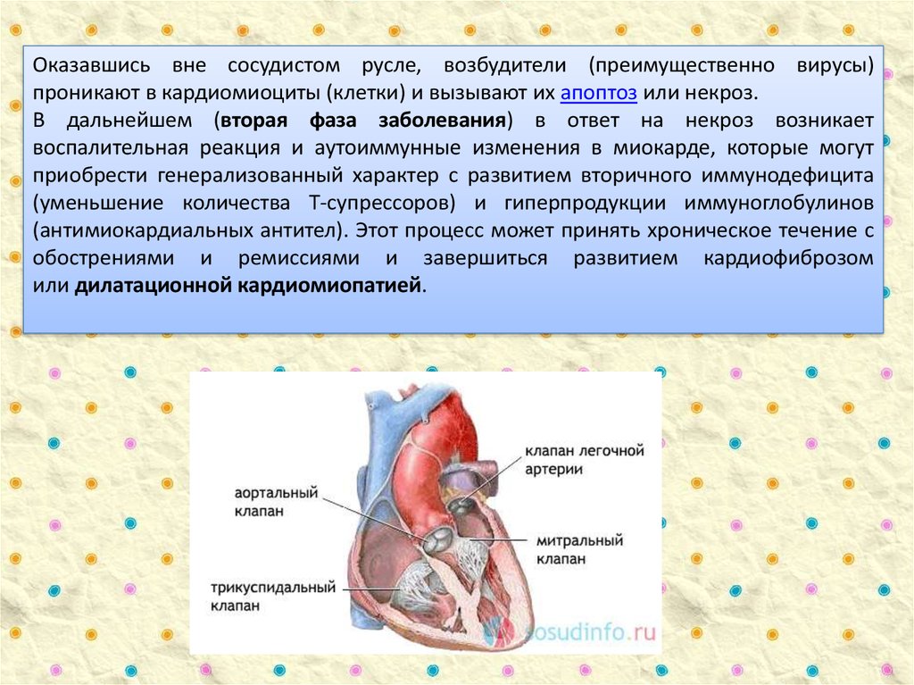 Функциональные нарушения сердца. Миокардит и кардиомиопатия отличия. Миокардит возбудители. Миокардит этиология. Патогенез миокардита у детей.