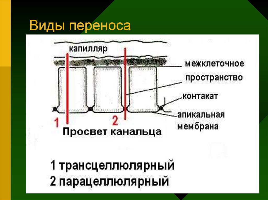 Виды переноса. Трансцеллюлярный и парацеллюлярный транспорт. Трансцеллюлярный путь. Парацеллюлярное пространство. Парацеллюлярный механизм это.