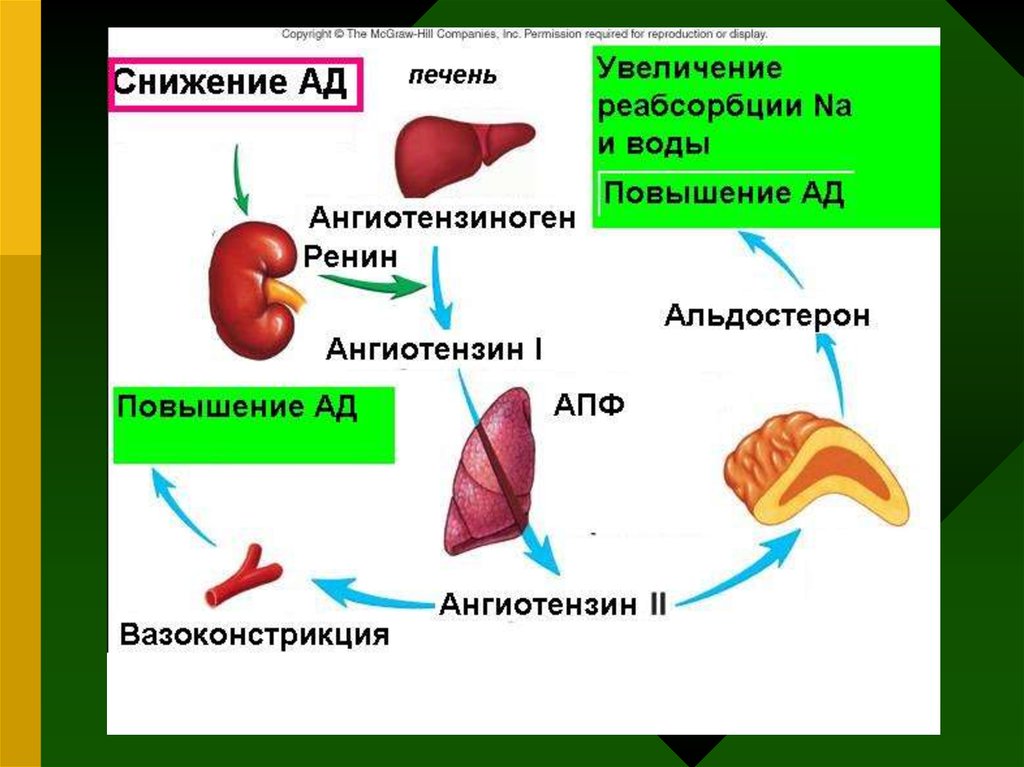 Орган выполняющий функцию. Органы выполняющие экскреторную функцию. Снижение выделительной функции. Экскреторная функция почек механизмы.