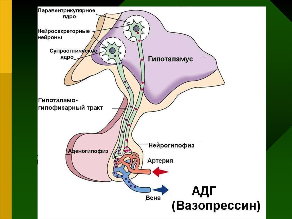 Схема взаимовлияния органов гипоталамо гипофизарной системы