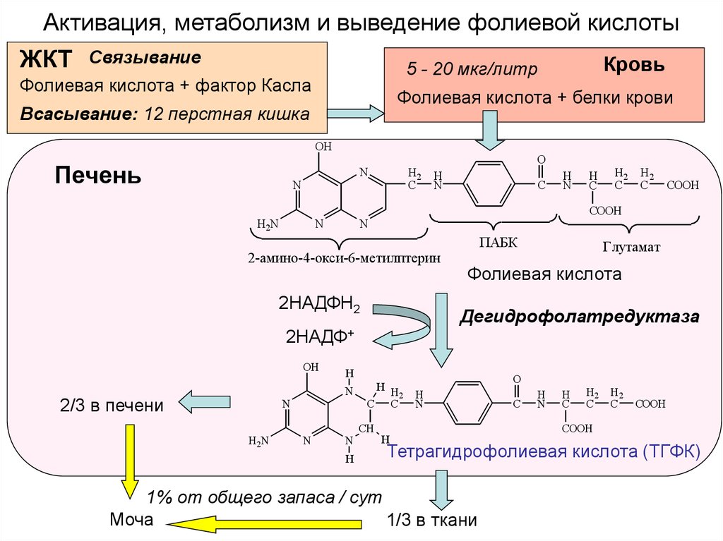 Синтез кофермента. Витамин б9 фолиевая кислота формула. Синтез фолиевой кислоты схема. Участие фолиевой кислоты в метаболизме. Участие фолиевой кислоты в обмене веществ.