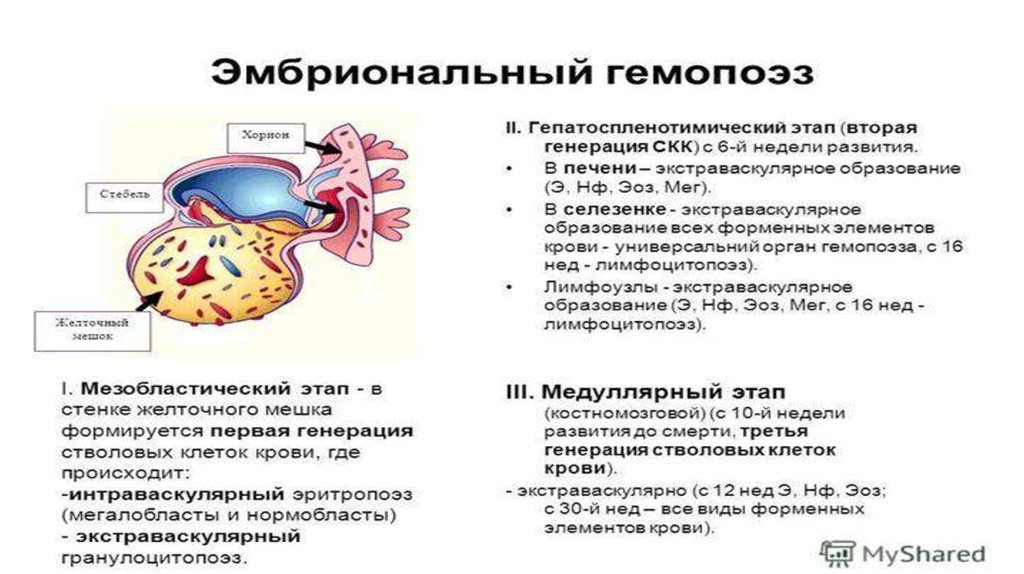 Кровь образуется в печени. Периоды эмбрионального гемопоэза таблица. Таблица основных этапов эмбрионального кроветворения. Периоды эмбрионального кроветворения таблица. Этапы эмбрионального гемопоэза гистология.