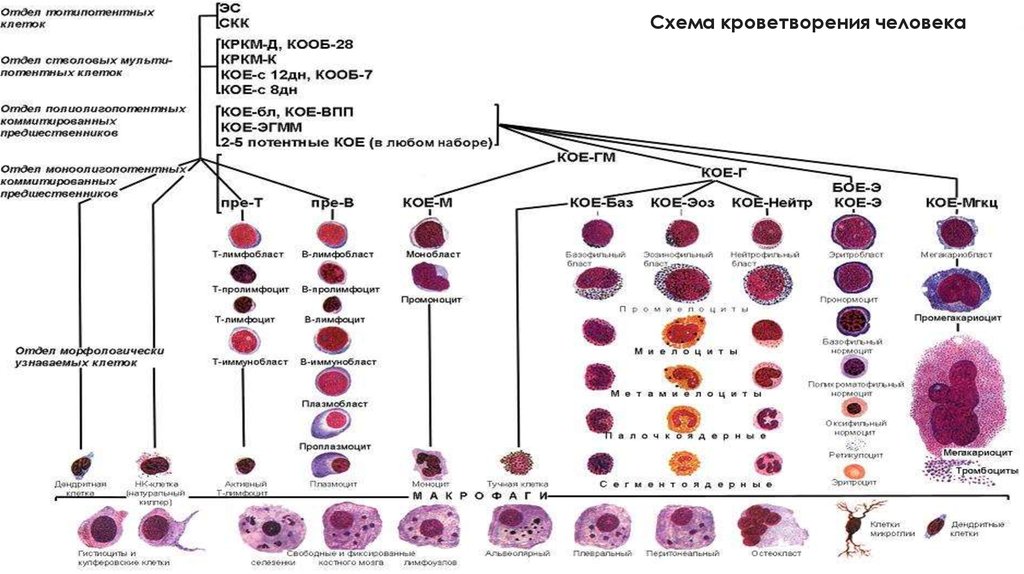 Клетки крови образующийся в костном мозге. Схема созревания кровяных клеток. Регуляция гемопоэза схема. Кроветворение гемопоэз гистология. Гемопоэз в Красном костном мозге схема.