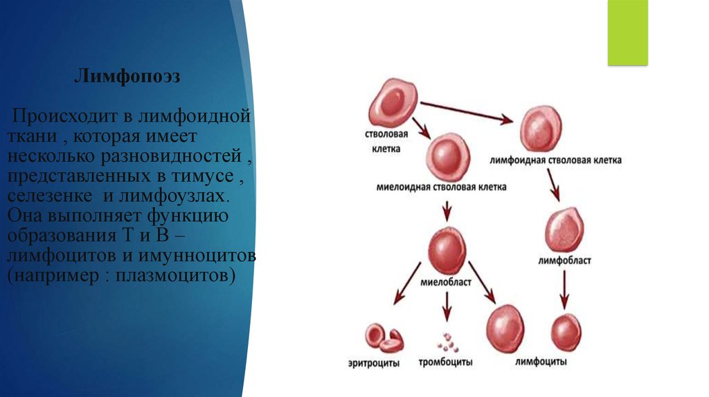 Синтез эритроцитов. Гемопоэз миелопоэз. Этапы лимфопоэза т-клеток. Лимфопоэз т-лимфоциты этапы. Схема этапы лимфопоэза.