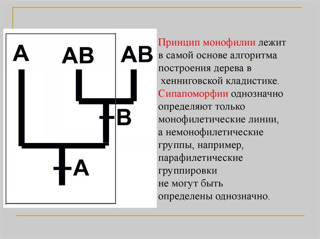 Схема полифилии вейденрейха