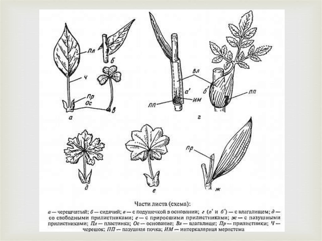 Картинка части листа. Морфология листа прилистники растений. Морфология листа прилистники. Черешковый строение. Схема листа.