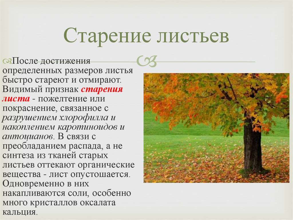 Видимый признак. Процесс старения листа. Старение листьев. Старение листьев и листопад. Признаки быстрого старения растений.