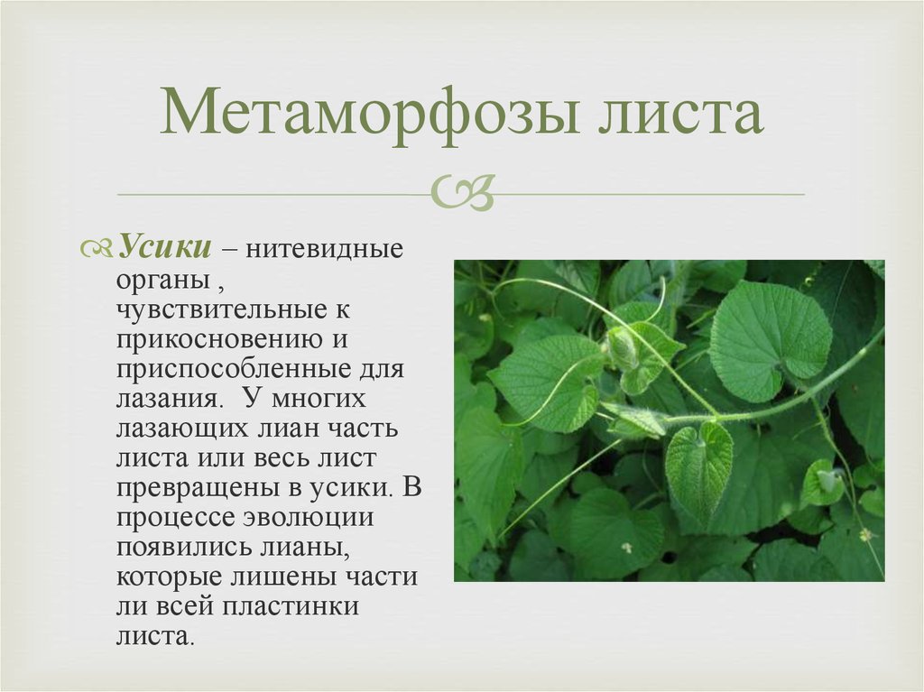 Усики гороха это листья. Метаморфозы листа чина Танжерская. Метаморфозы листьев. Видоизменения листа усики. Видоизменения (метаморфозы) листа.