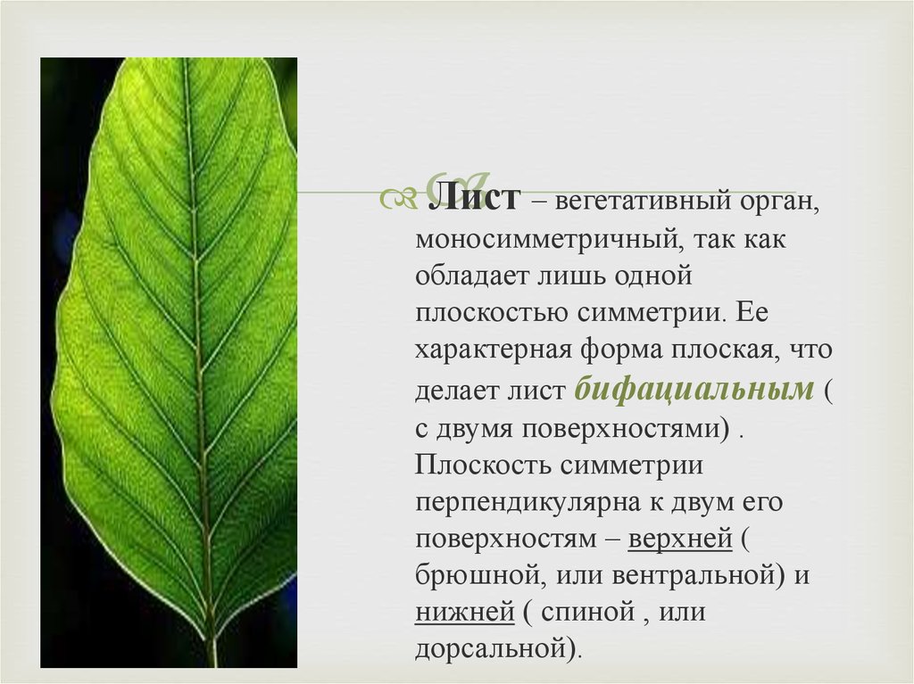 Лист это вегетативный. Лист вегетативный орган. Вегетативные листья. Лист как вегетативный орган. Листья что делают.
