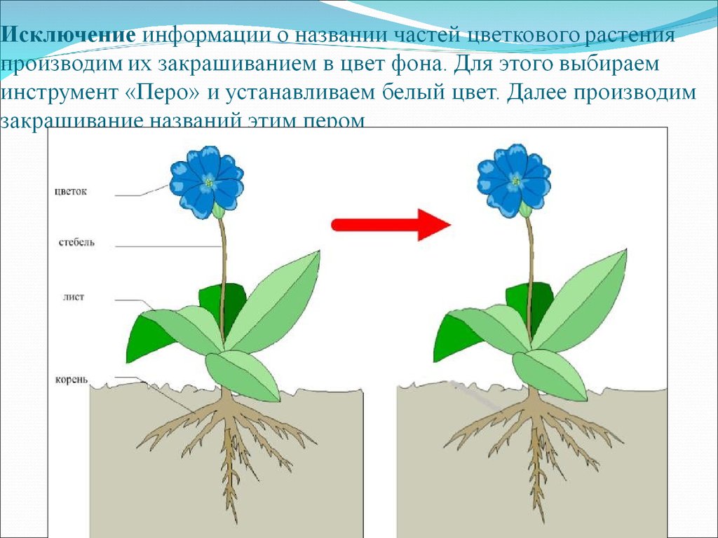 Производящее название растения. Наименование производящего растения.