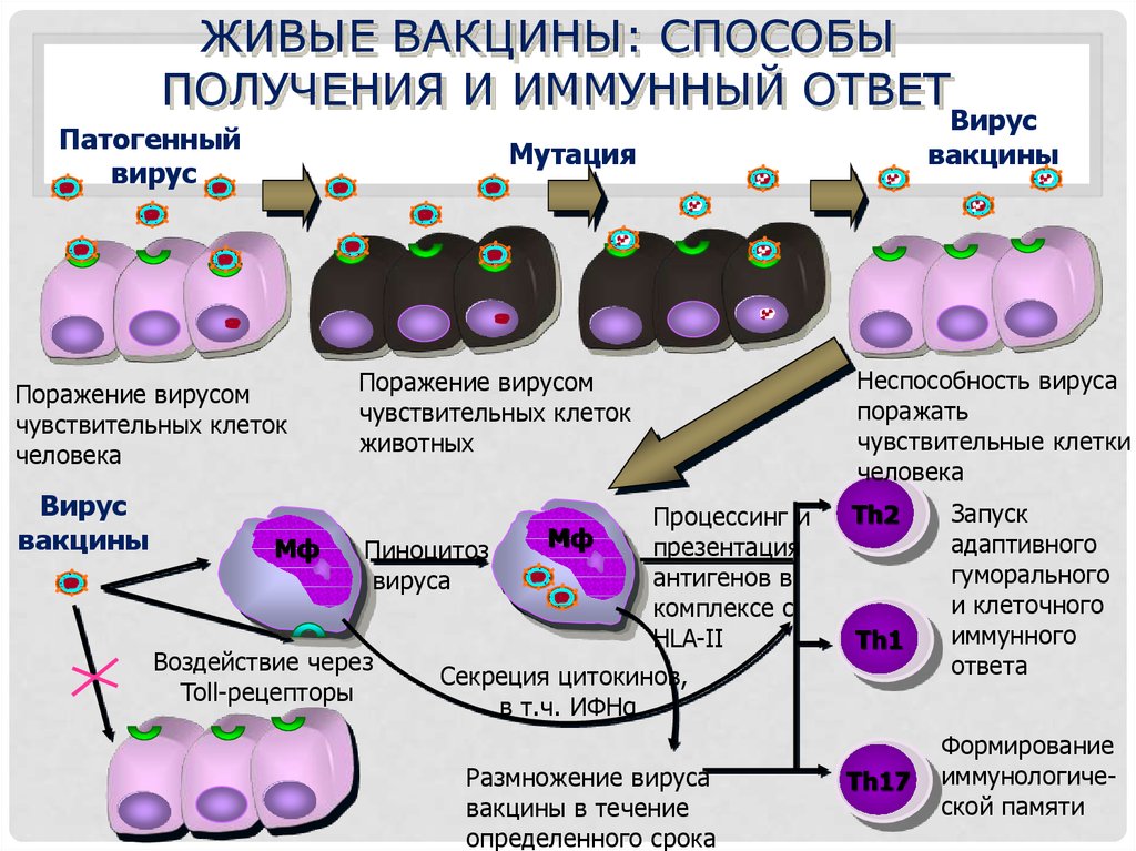 При введении вакцины формируется