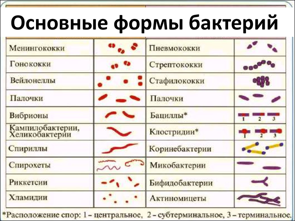Три группы бактерий. Основные формы бактерий микробиология таблица. Морфология бактерий формы бактерий таблица. Основные морфологические формы бактериальных клеток. Морфологические формы бактерий таблица.