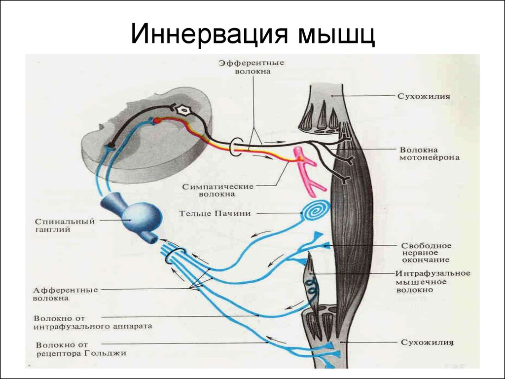 Иннервация это простыми словами. Двигательная иннервация скелетных мышц. Схема иннервации скелетных мышц глаза. Схема иннервации скелетной мышцы. Схема иннервации мышц речевого аппарата.