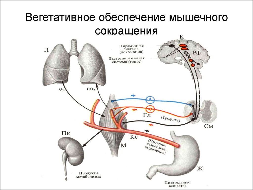 Вегетативные мышцы. Система вегетативного обеспечения мышечной деятельности. Вегетативное обеспечение двигательной деятельности. Рефлекторная регуляция соматических функций. Рефлекторная регуляция вегетативных функций.