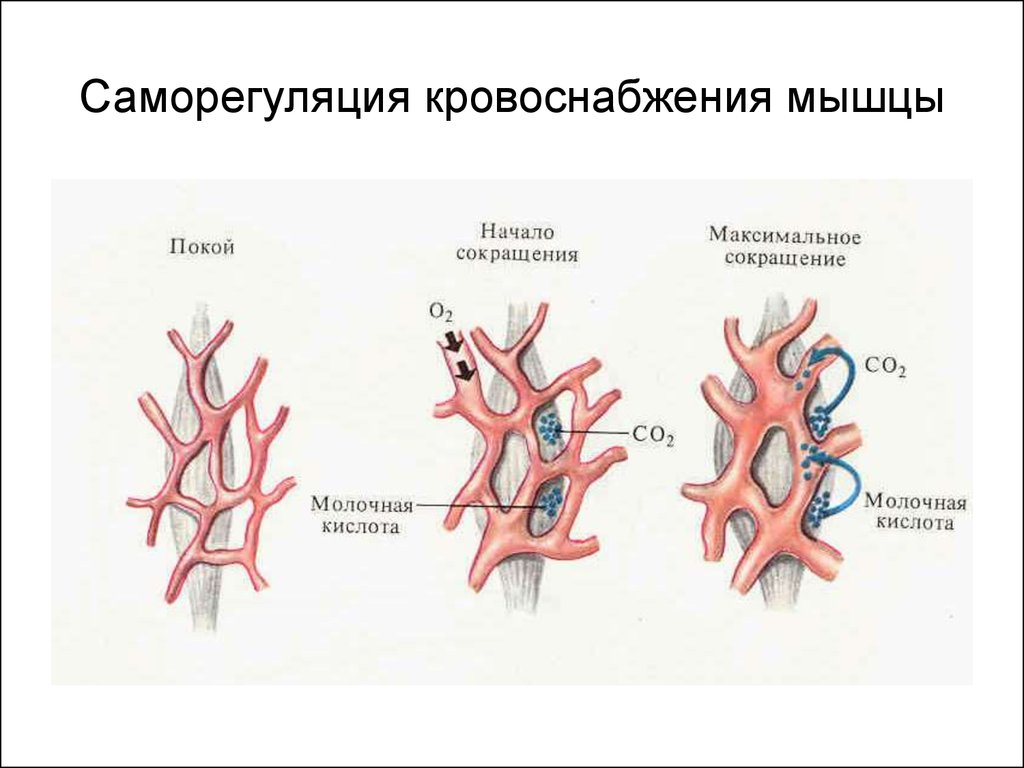 Кровоснабжение мышц. Особенности кровоснабжения скелетных мышц. Особенности кровотока в скелетных мышцах. Кровообращение в скелетных мышцах. Особенности кровообращения в скелетных мышцах.