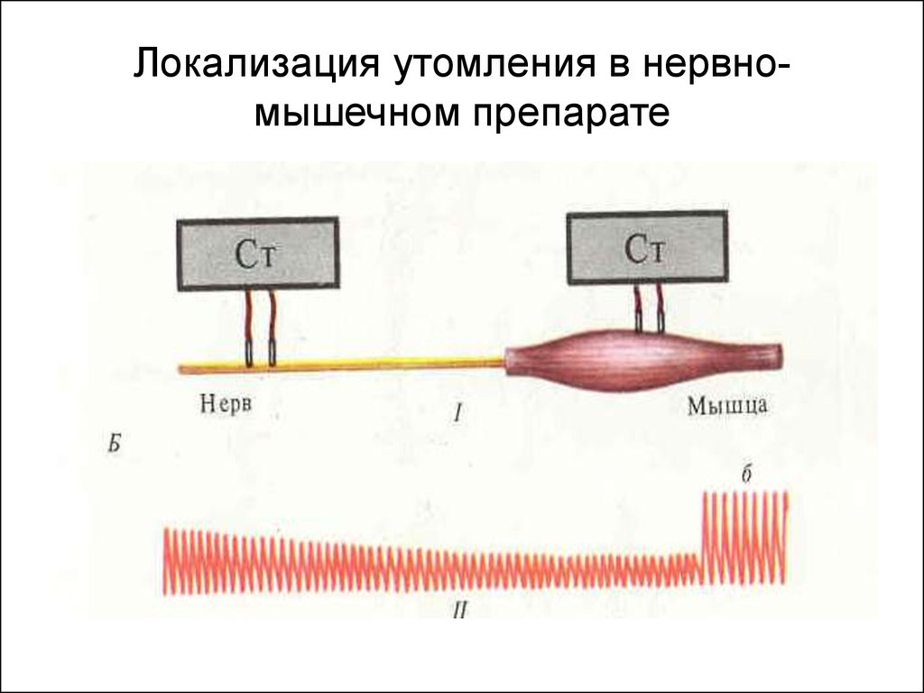 Что влияет на утомление мышц. Утомление нервно-мышечного препарата. Локализация утомления. Локализация утомления в нервно-мышечном препарате физиология. Кривая утомления в нервно-мышечном препарате.