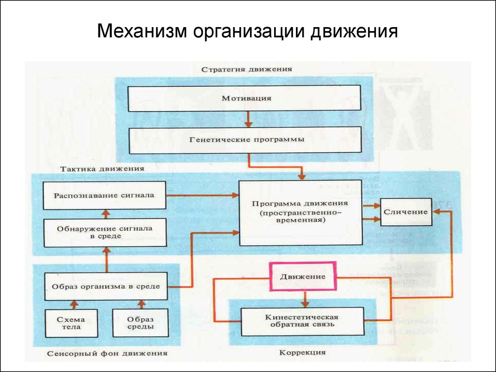 Механизм фирм. Механизмы организации движений. Принципы организации движения. Центральные механизмы организации движений. Основные принципы организации движений.