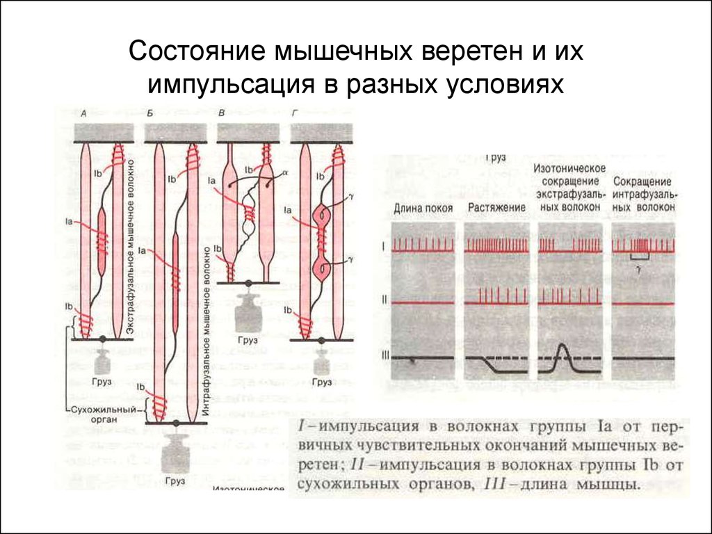 Сила сокращения мышц. Принцип сокращения мышц. Изотоническое сокращение мышц это. Сокращение и растяжение мышц. При изотоническом сокращении.