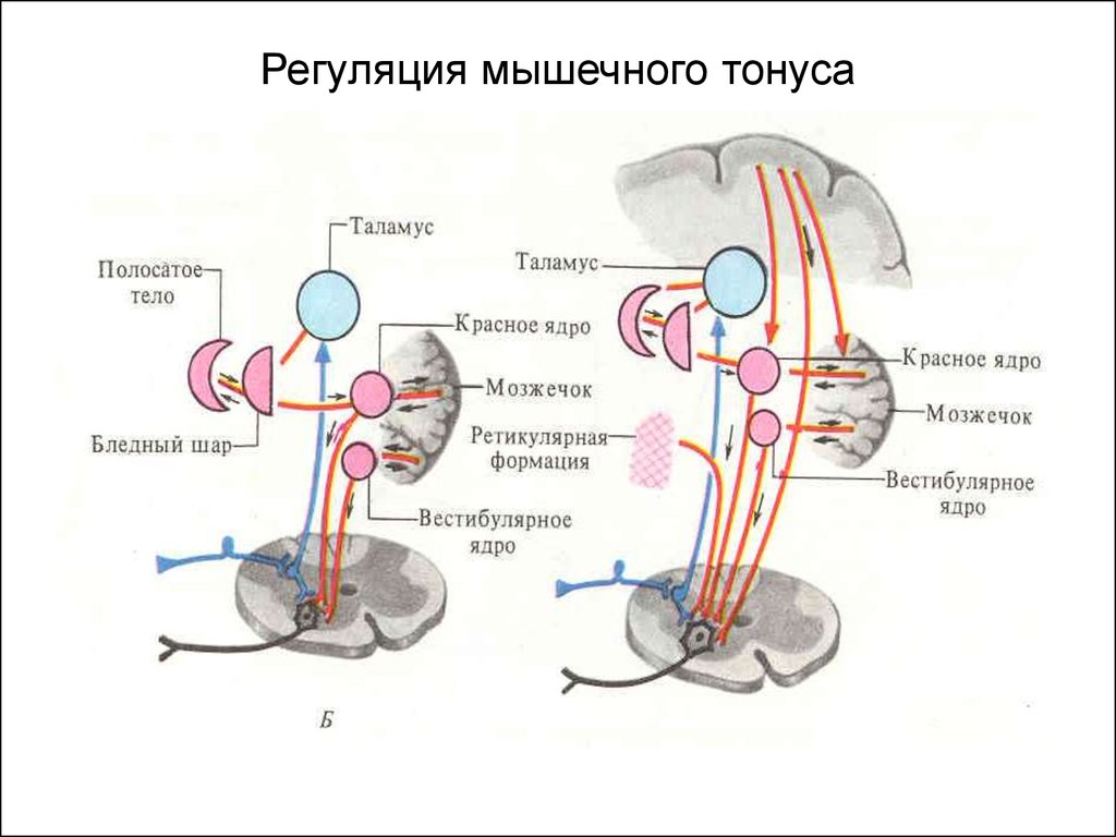 Нервно рефлекторный механизм. Схема регуляции тонуса скелетных мышц. Схема регуляции мышечного тонуса. Механизм мышечного тонуса физиология. Супраспинальные механизмы регуляции мышечного тонуса физиология.